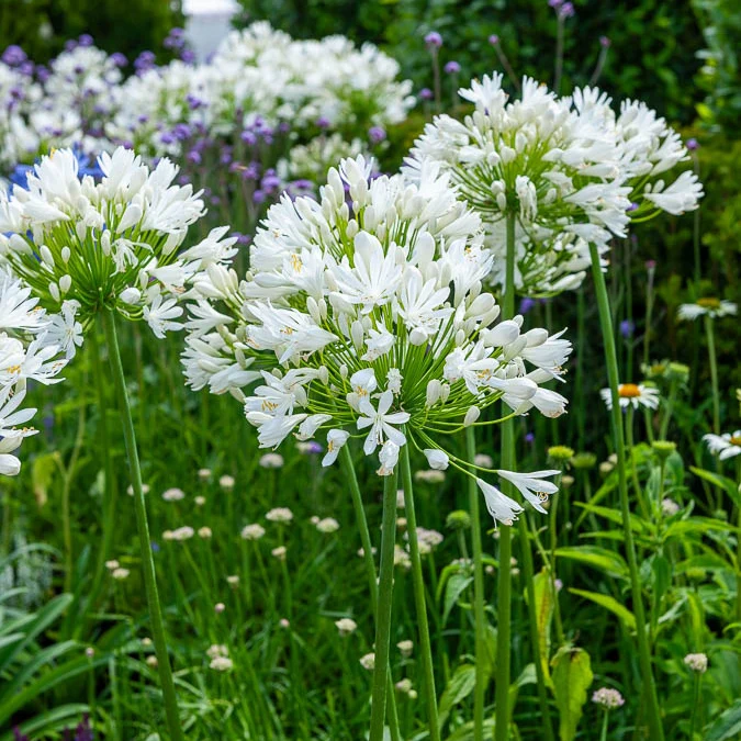 Agapanthe White Heaven