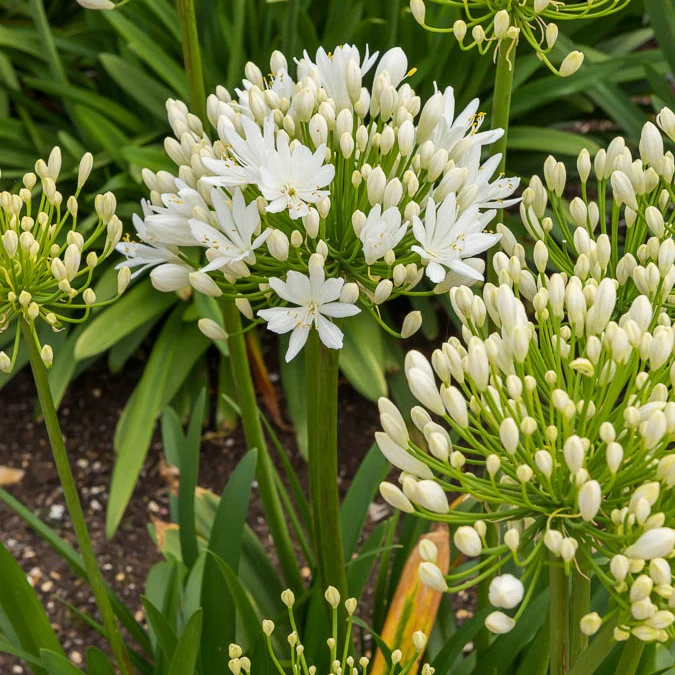Agapanthe White Heaven