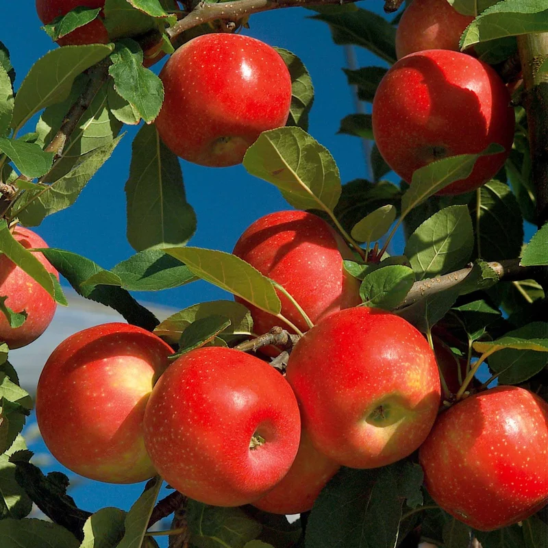 Pommier Ariane