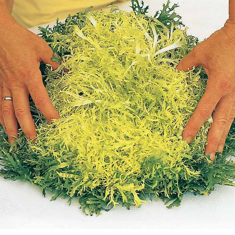 Chicorée frisée Gloire de l'Exposition