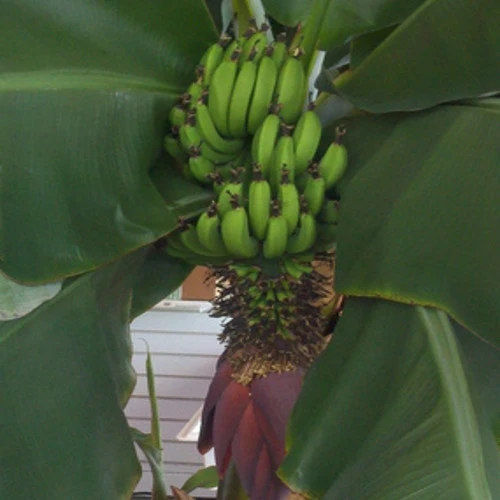Musa acuminata cv. Super Dwarf Cavendish