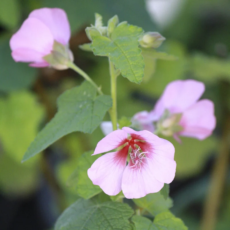 Mauve du Cap