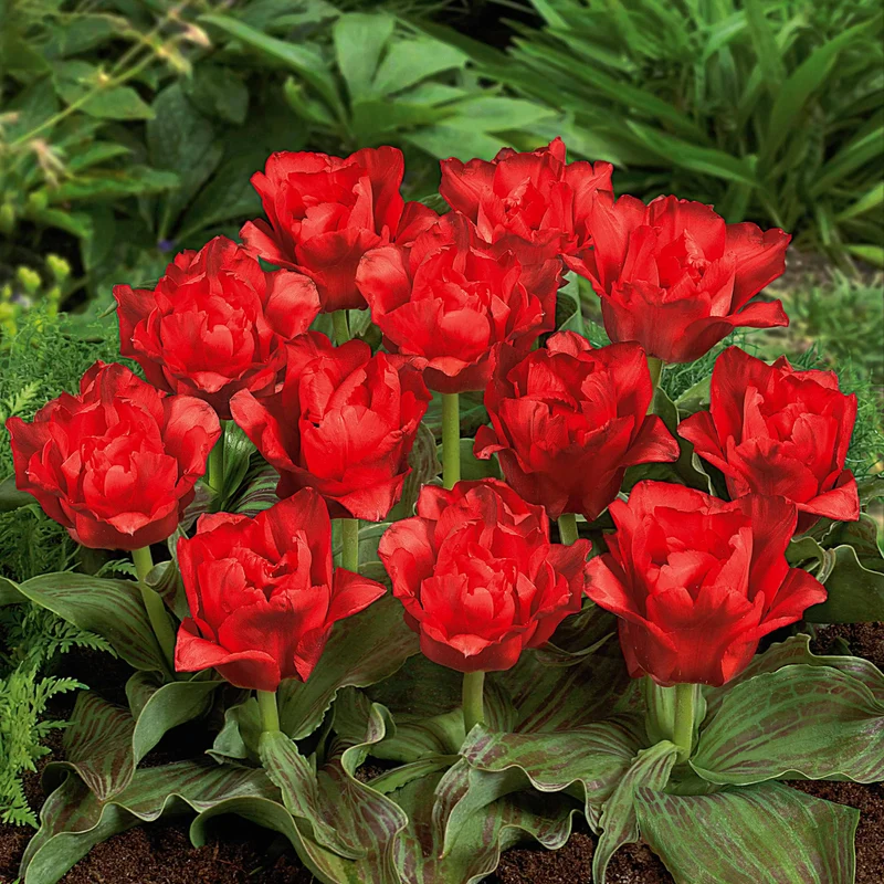 10 Tulipes Chaperon Rouge Double