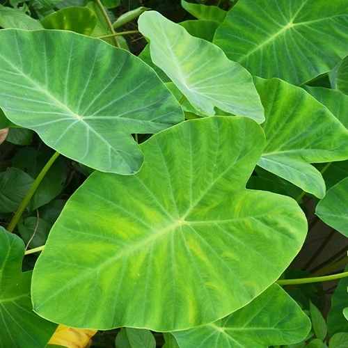 Colocasia esculenta 'Pink China' - Oreille d'éléphant
