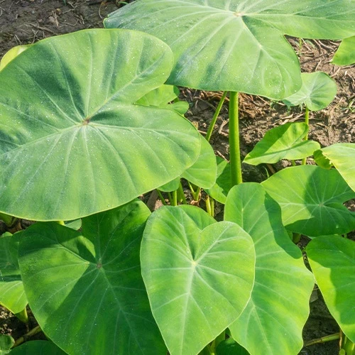 Colocasia esculenta 'Pink China' - Oreille d'éléphant