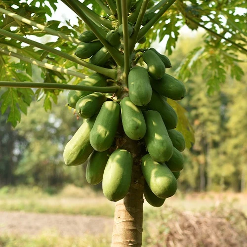 Papayer 'babaco'