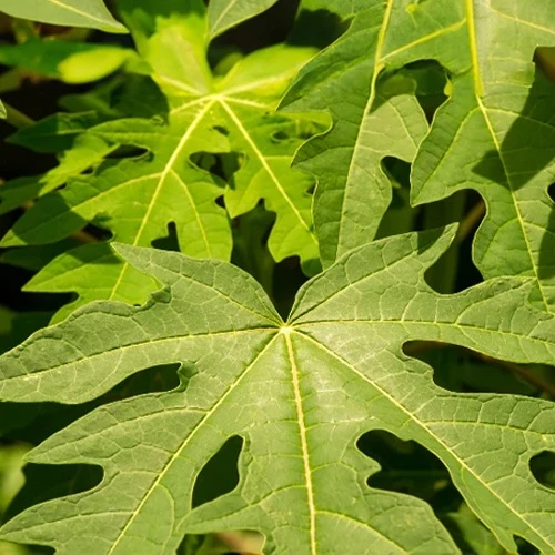 Papayer 'babaco'
