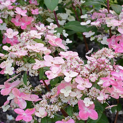 Hortensia paniculé Prim'Red® Couhaprim