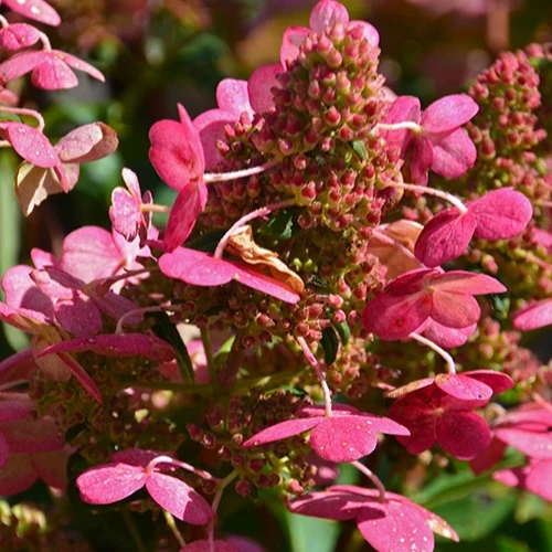 Hortensia paniculé Prim'Red® Couhaprim
