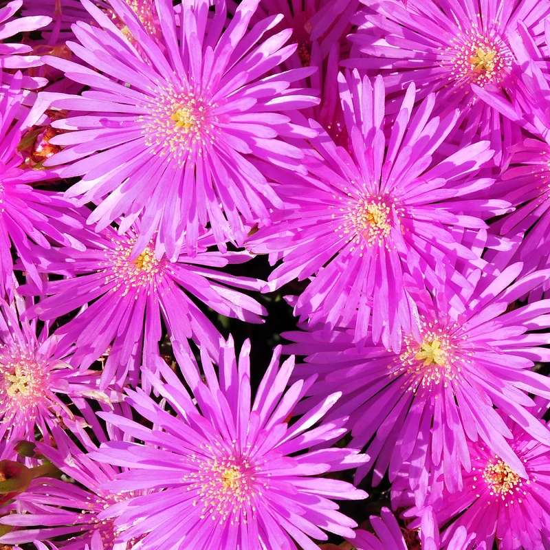 3 Ficoïdes violettes