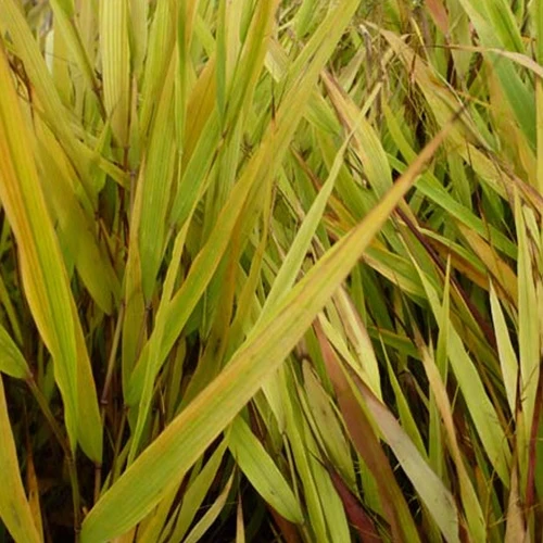 Herbe du Japon Beni-Kaze