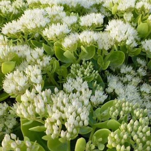 Sedum Iceberg