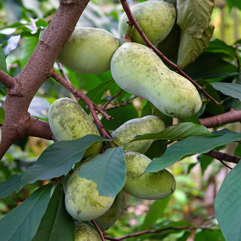 Asiminier Triloba