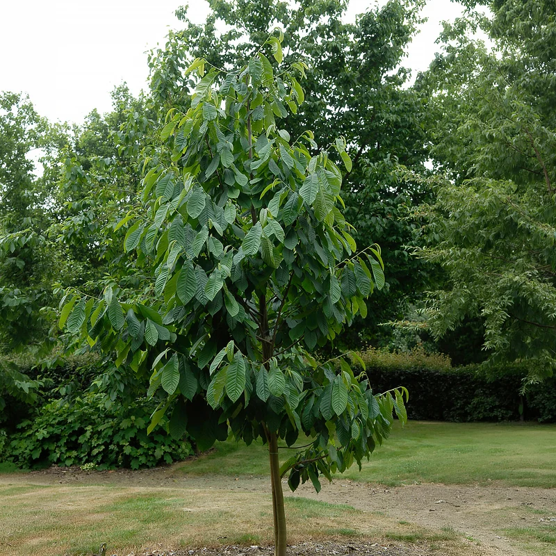 Asiminier Triloba