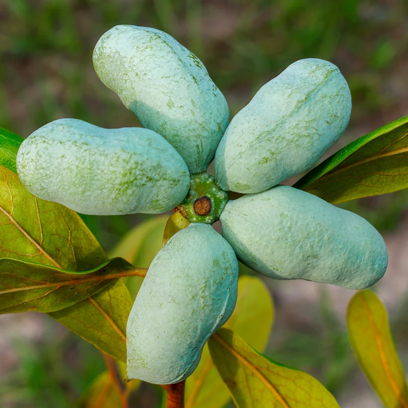 Asiminier Triloba