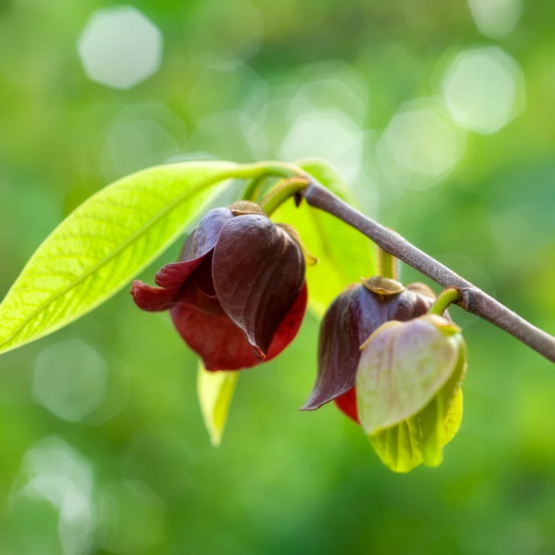 Asiminier Triloba