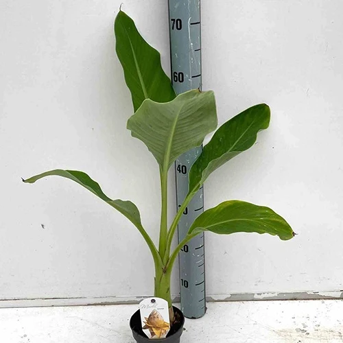 Bananier nain chinois 'Lotus d'or'