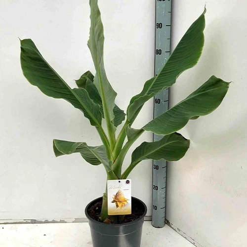 Bananier nain chinois 'Lotus d'or'