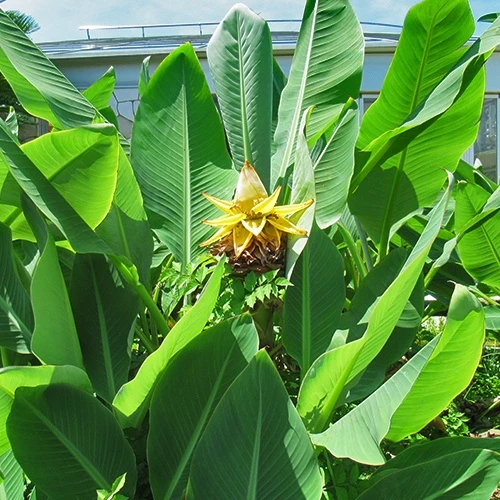 Bananier nain chinois 'Lotus d'or'