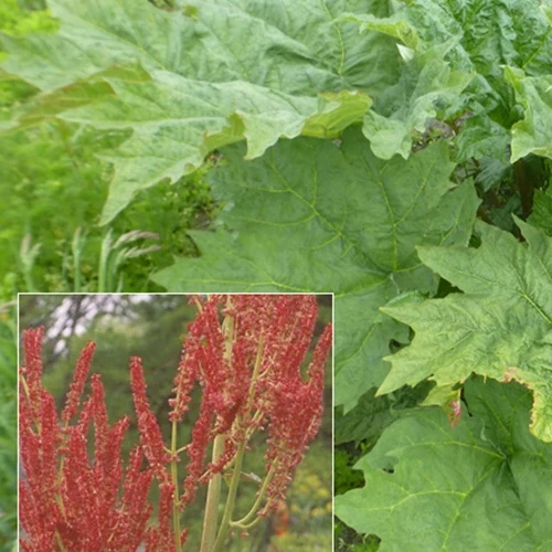 Rhubarbe palmée