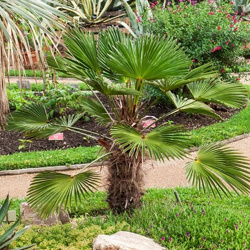 Collection de trois palmiers rustiques pour décor immédiat