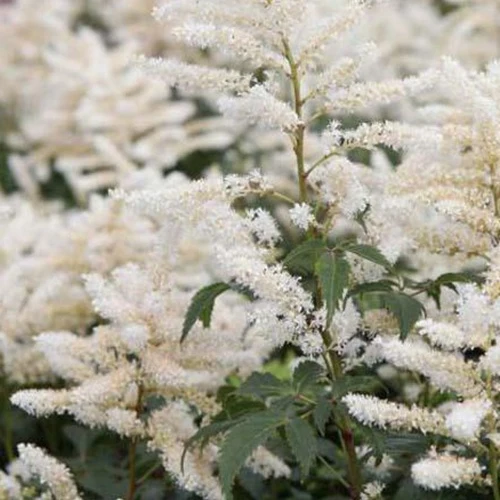 Astilbe hybride Washington