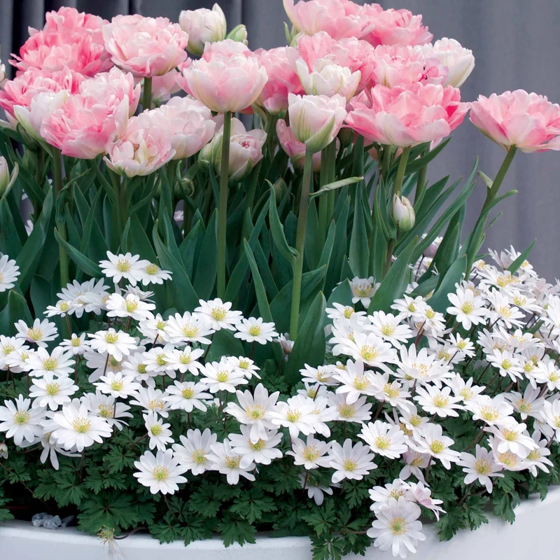 30 Bulbes pour pot fleuri
