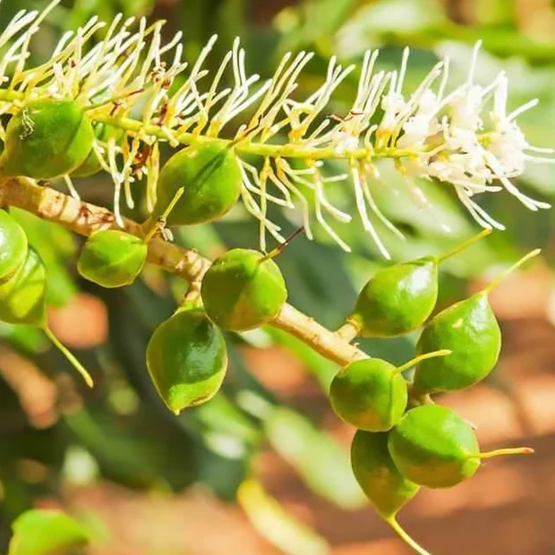 Noix de macadamia