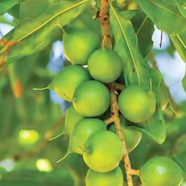 Noix de macadamia
