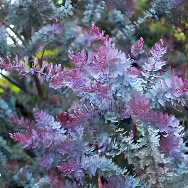 Mimosa de Bailey à feuillage pourpre
