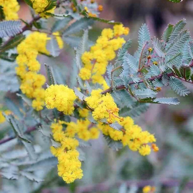 Mimosa de Bailey à feuillage pourpre