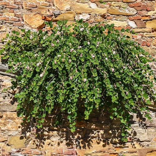 Câprier épineux