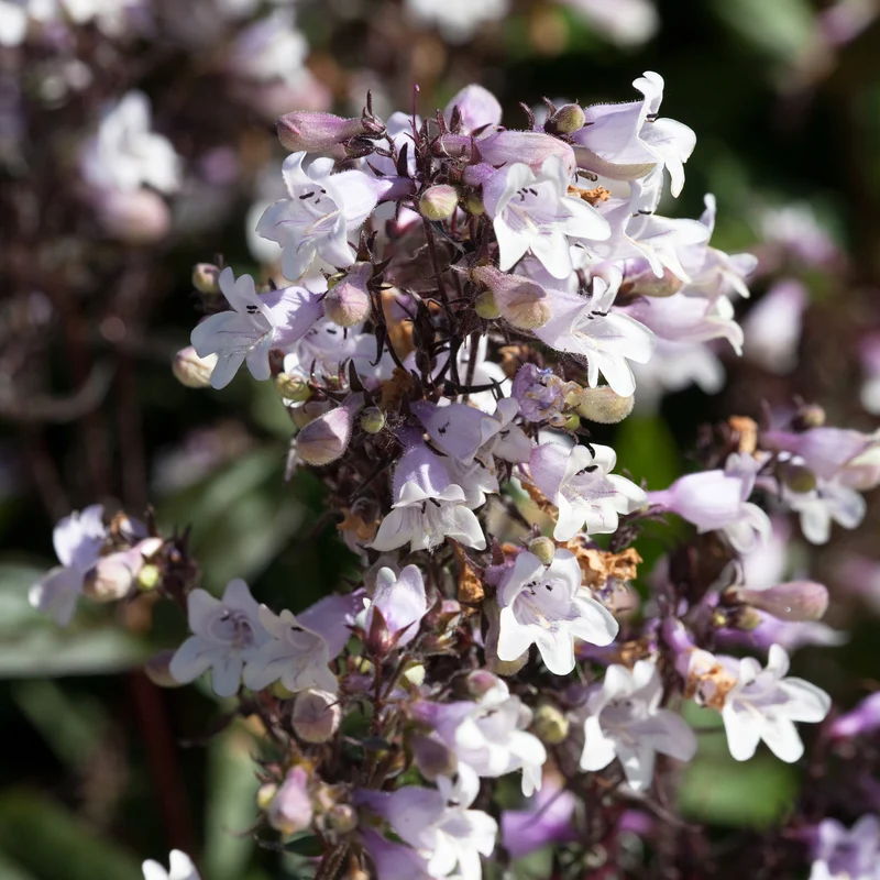 Galane Husker Red - Penstemon