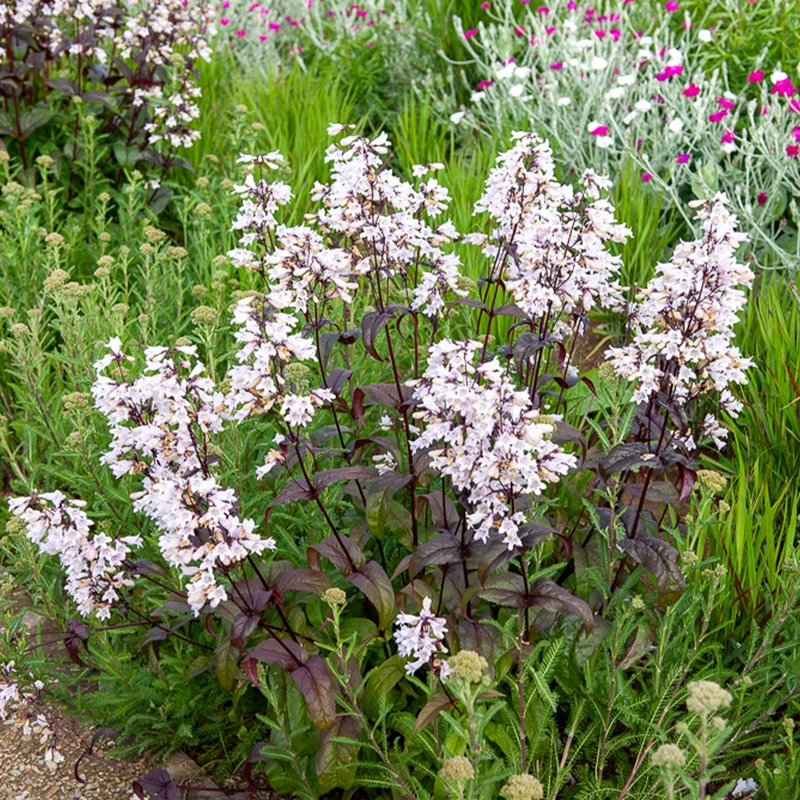 Galane Husker Red - Penstemon