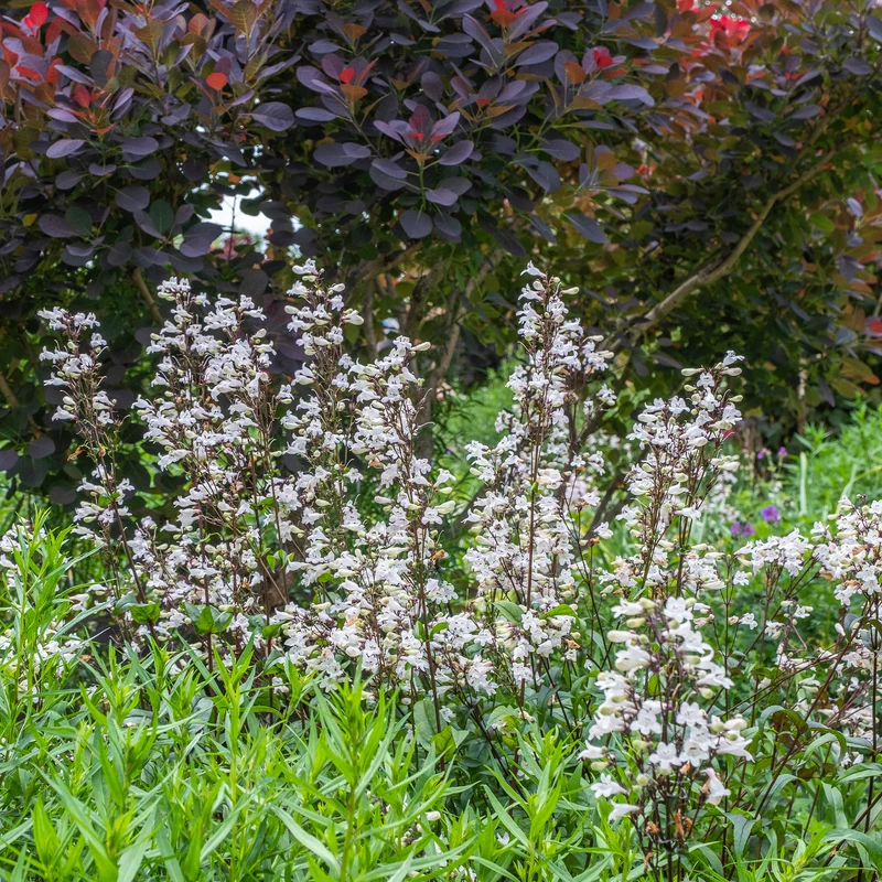 Galane Husker Red - Penstemon