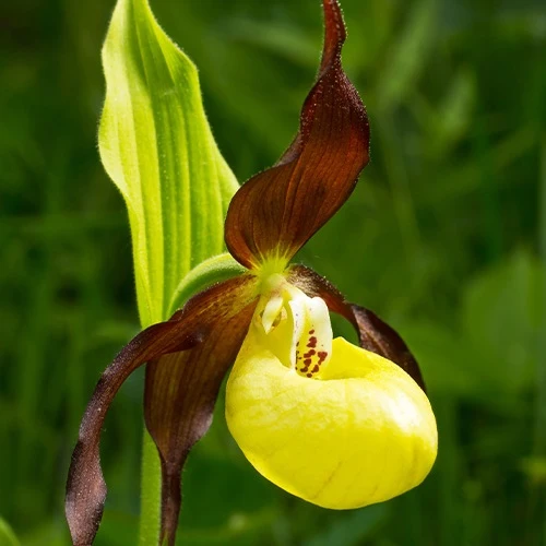 Orchidée terrestre 'cypripède soulier'