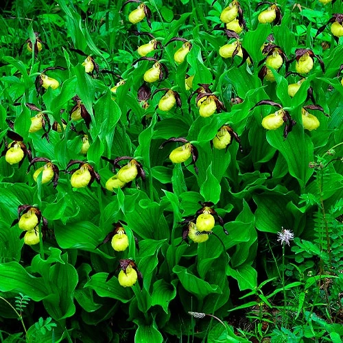 Orchidée terrestre 'cypripède soulier'