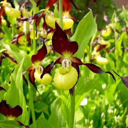 Orchidée terrestre 'cypripède soulier'