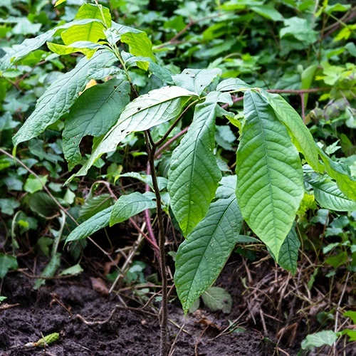 Asiminier Triloba EXTRA