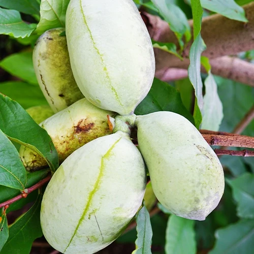 Asiminier Triloba EXTRA