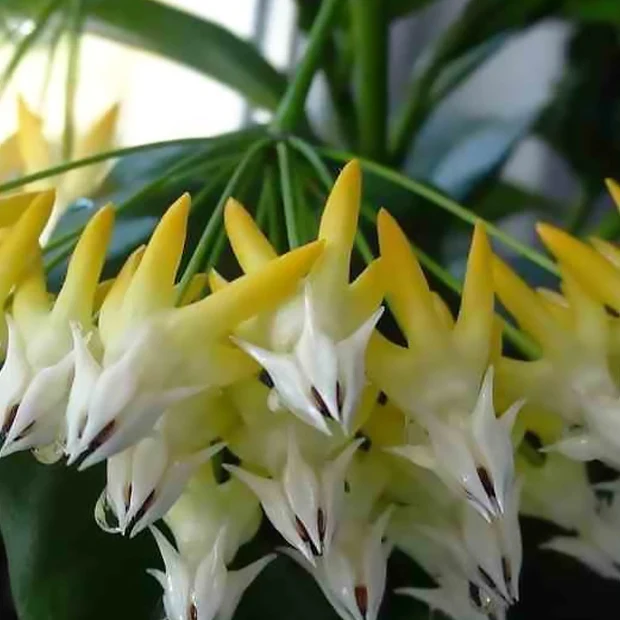 Fleur de porcelaine : Hoya multiflora