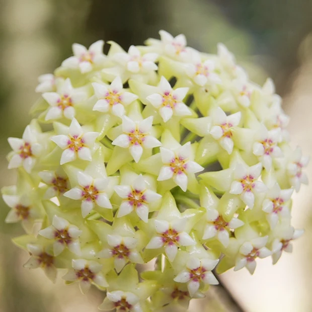 Hoya acuta