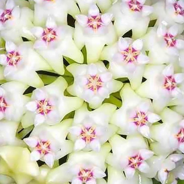 Hoya acuta