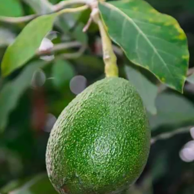 Avocatier Fuerte (de greffe)