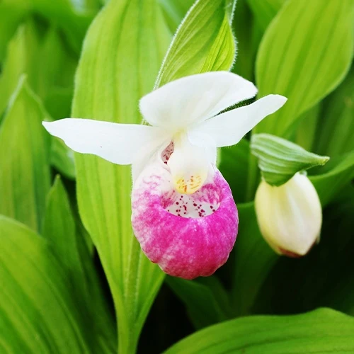 Orchidée terrestre 'cypripède royal'