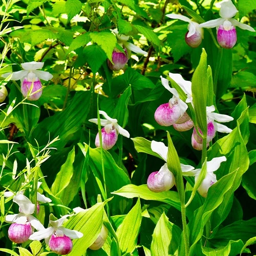 Orchidée terrestre 'cypripède royal'
