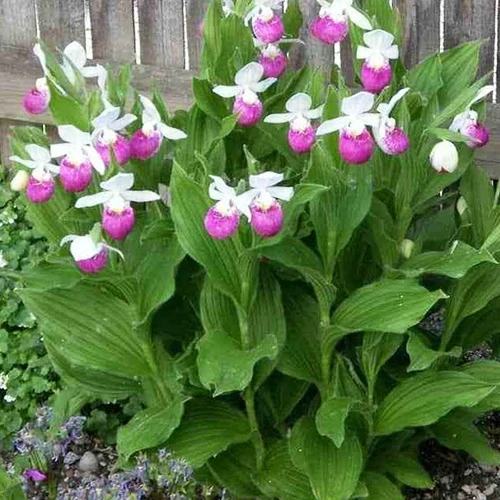 Orchidée terrestre 'cypripède royal'