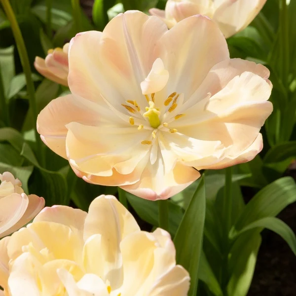 8 Tulipes Crème Upstar