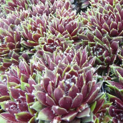 Joubarbe Silberkarneol - Sempervivum