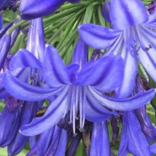 Agapanthe Northern Star